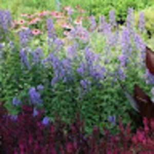 Meet your Posher, Lyne